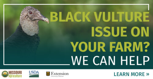 Black Vulture Issue on Your Farm?